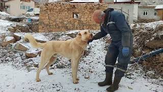 KÖY HAYATI İNEĞİMİZ DOĞURDU , YAVRU KÖPEKLERİMİZ BÜYÜYOR