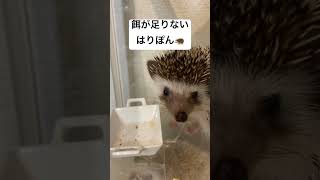 ハリネズミ 餌不足 餌やり #hedgehog #pet #care #cute #飼育 #ハリネズミ #camera #cleaning #japan