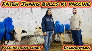 Fateh Jhang Bulls ki Deworming - Murshad ka Attack - Vaccination Plan - Dangerous Bulls