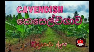 Cavendish Banana cultivation