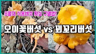 8월의 야생식용버섯 중, 지식백과 등의 일부 자료에서조차, 혼란을 부추겨, 많은 사람들이 혼동하는, 꾀꼬리버섯과, 오이꽃버섯을, 확실하게 구별하는 방법을, 정리해 드립니다!