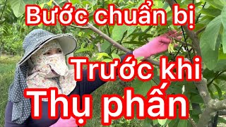 Trước khi thụ phấn nên loại bỏ những mầm không cần thiết | thụ phấn sẽ nhanh và đỡ tốn công