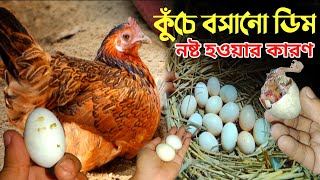 কুঁচে বসানো মুরগির ডিম নষ্ট হওয়ার কারণ - কুঁচে মুরগির ডিম নষ্ট হয়ে যায়- কুঁচে মুরগি- Mayaz Agro