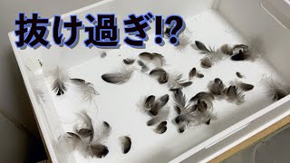 [初換羽？]急激にリキの羽が抜けてます！病気で無ければ良いのですが💦