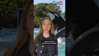 ARGENTINA: Proyecto de ley para prohibir los espectáculos con animales marinos
