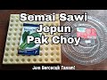 Cara Semai Sawi Jepun Pak Choy