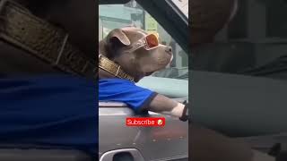 Royal dog | Dog thug life 💥🕶️ | funny dog video | #youtubeshorts #shorts #dogs #dog #animallover
