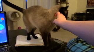 Trying to relax with a chatty siamese cat!