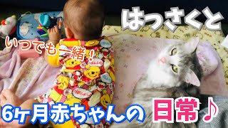 【猫】6ヶ月赤ちゃんとはっさくの日常♪【サイベリアン】