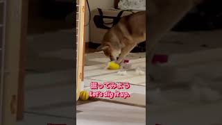 掘り出し物を探す柴犬\