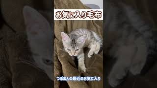 毛布で足ふみする子猫　#Shorts