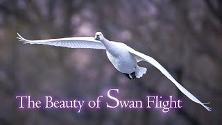 The Beauty of Swan Flight / コハクチョウ　美しい飛翔