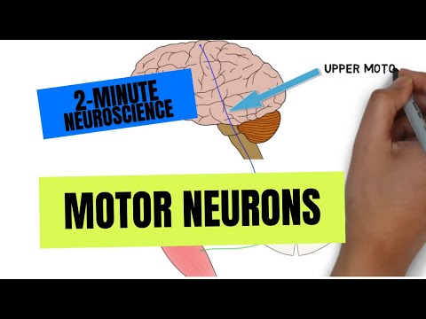Which type of neurons are responsible for causing movement?