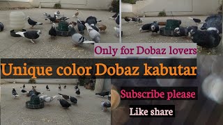 Nayab Nasal ke dobaz kabutar || Indian dobaz fantail Pigeon