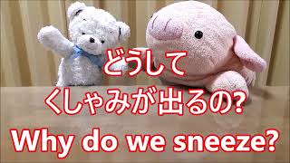 平日毎日更新【３０秒で薬局英会話】「どうしてくしゃみが出るの？」「ウィルスやゴミが肺に入るのを防ぐためです。」〔#372〕English conversation at the pharmacy