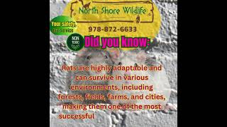 Rat Facts #4 from North Shore Wildlife