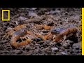 Cannibal Scorpions vs. Shrew | National Geographic