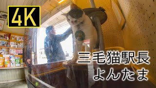 三毛猫の駅長 ”よんたま” ~ 和歌山電鐵 伊太祈曽駅