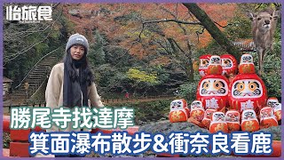 日本大阪自由行│勝尾寺看達摩 箕面瀑布散步 奈良找鹿玩│VLOG│怡旅食 @yi.travelfood #自由行 #勝尾寺  #奈良