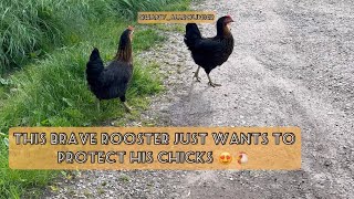 This white brave rooster just wants to protect his black chicks 🥹🥰 so lovely. #rooster #chicken