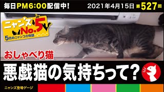 《第527回》イタズラ猫の気持ちを代弁？しゃべる猫シリーズ3回目。みんな何考えて遊んでんだろね？