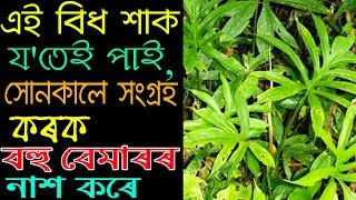 এইবিধ শাক য'তেই পাই, সোনকালে ঘৰলৈ লৈ যাব || Healthy Axomiya