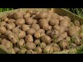 growing potatoes planting tips for a better potato harvest