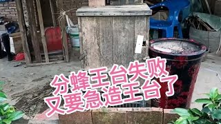 新蜂王出去交尾失踪，紧急急造王台