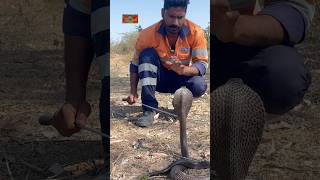 Dangerous cobra snake #youtubeshorts #mahadev #viralshort #cobrasnake #viralvideo #cobrasnake #sht ￼