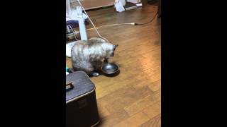 猫の上品な水の飲み方