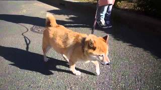 リーマのペットホテルに来てくれた柴犬のちょこちゃん（●＾o＾●）