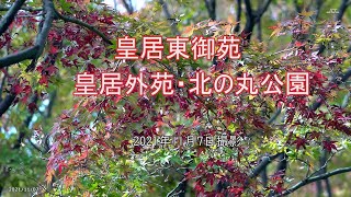 皇居東御苑から北の丸公園総集編（2021年11月7日）