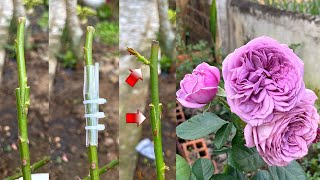 How to pair roses very simple | New method of grafting roses