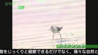 東京港で見つけた野鳥の楽園／日本野鳥の会