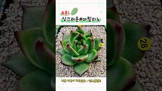 #마릴리노 #다육이 #다육식물 #다육이라이브 #다육화분 #다육판매하는곳 #다육 #succulent #예쁜다육 #물든다육 #젤리다육 #희귀다육 #실내식물 #금다육 #인기다육 #신상