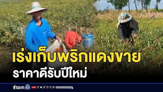 เร่งเก็บพริกแดงขาย ราคาดีรับปีใหม่ | ข่าวเช้าเวิร์คพอยท์ | 29 ธันวาคม 2567