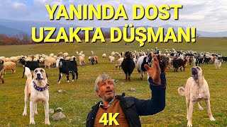 30 YILLIK ÇOBAN ve DAĞLARA YOLCULUK~ORMANDA KAYBOLUŞ ve KANGAL KÖPEĞİNİN İNANILMAZ TAVRI!#çoban#dağ