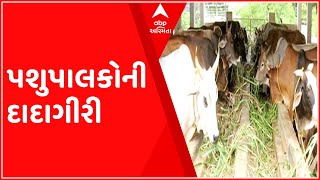 વડોદરાઃ આ વિસ્તારમાં પશુપાલકોની દાદાગીરી, પાલિકાના કર્મચારી અને પોલીસ પર કર્યો હુમલો