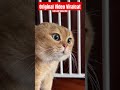 Original Video Viral cat ‼️ #shorts #catlovers #viralcats #videokucing #ytkids #kucinglucu #kucing