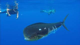 False Killer Whale Catches Mahi Mahi