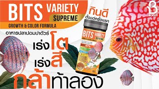 ปลาปอมกินอาหารเม็ด ใครว่ายาก Bits Variety Supreme แนะนำอาหารปลาปอมปาดัวร์เกรดซุปเปอร์พรีเมี่ยม