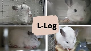 Levton's L-Log 【bath,vitamin,getting active】