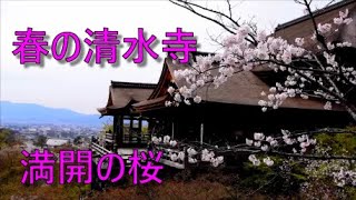 【４K】２０２０春の清水寺　満開の桜と御朱印 Cherry blossoms in  Kyoto Kiyomizu Temple