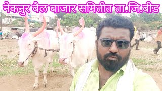 Nekanur bail bajar Ox market #ajitchakre_dairyfarm #beed #shots_youtube #mh23 #khilar #cow #bull