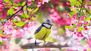 Нежная музыка для души и ЖИЗНИ, а Пение птиц Успокаивает нервную систему