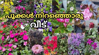 പൂക്കൾ നിറഞ്ഞ വീട് | home garden tour in malayalam | Travel notes of an idukki girl