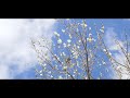 plum blossoms and winter scenery nature scenery documentary 4k