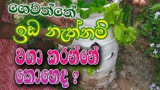 ගෙවත්තේ ඉඩ නැත්නම් වගා කරන්නේ කොහෙද? | Krushi Radio |ගෙවත්ත 07