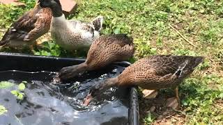 Dutch Hookbill Ducklings' First Day Outside, Part Two