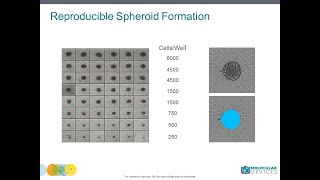 How to set-up a 3D spheroid assay using confocal imaging